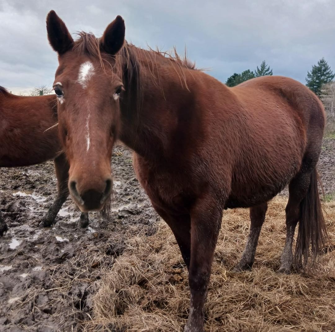 Chevaux réformés se reposant dans les champs des Crins de Django à Langeais