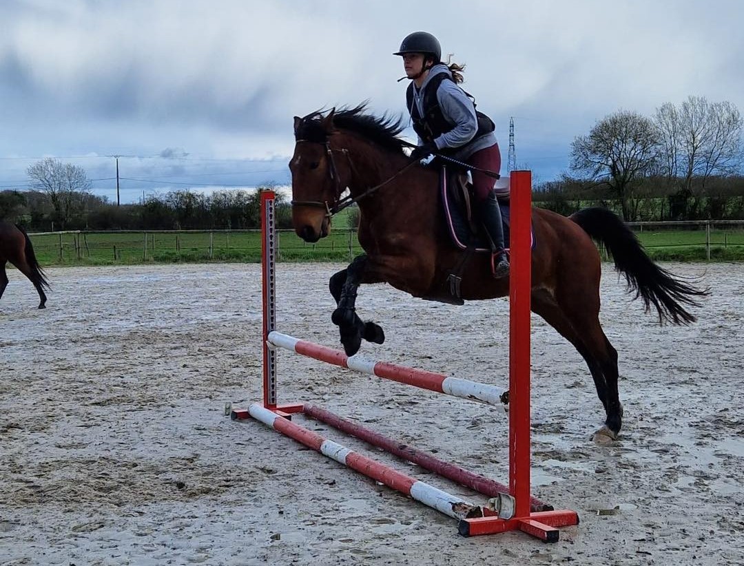 Chevaux réformés lors d'une compétition de saut d'obstacles